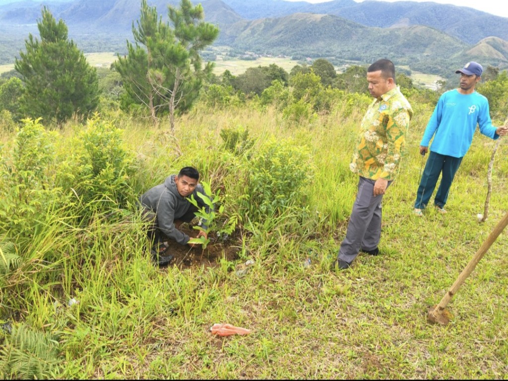 MAN IC Tapsel Pertegas Tapal Batas Tanah Madrasah dengan Penanaman Pohon Jambu